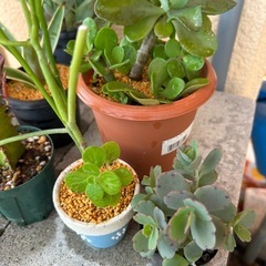 植物🪴色々10点セットの画像