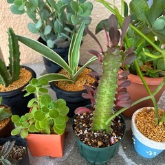 植物🪴色々10点セットの画像