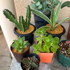 植物🪴色々10点セットの画像