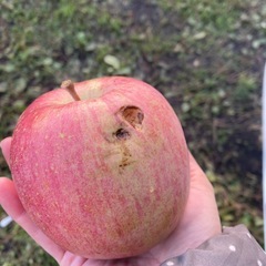 サンふじリンゴ　 17kg〜18kgの画像