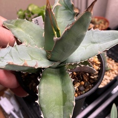 アガベ　チタノタブルーの画像