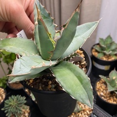 アガベ　チタノタブルーの画像