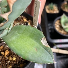 アガベ　チタノタブルーの画像