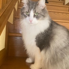 ノルウェージャン　8歳　オス