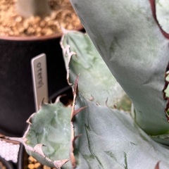 アガベ　オテロイの画像