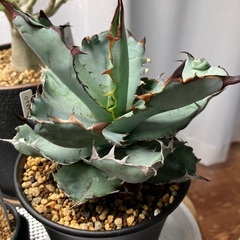 アガベ　オテロイの画像