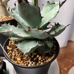 アガベ　オテロイの画像