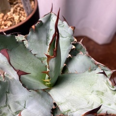 アガベ　オテロイの画像