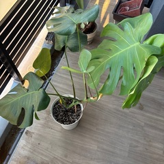 モンステラの画像