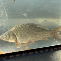 こいふな鯉鮒の画像