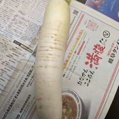 大根太め1本.11/15収穫の画像