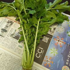 大根太め1本.11/15収穫の画像