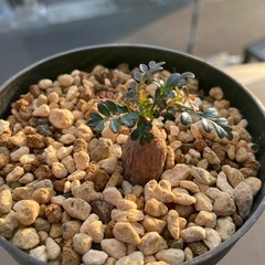 パキプス　子株の画像