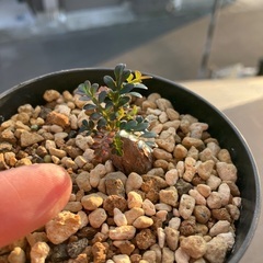 パキプス　子株の画像