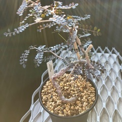 パキプス　子株の画像