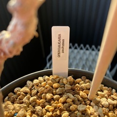 パキプス　子株の画像