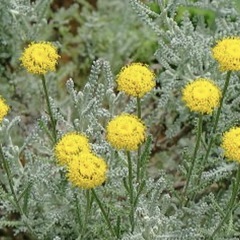 ２本セット！ハーブ　シルバーリーフ　サントリナの画像