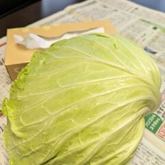 取引中.キャベツ.11/15収穫の画像