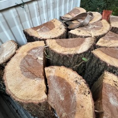 kunugi 玉切り40cmの画像