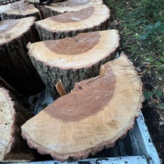 kunugi 玉切り40cmの画像