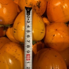 ＊渋柿干し柿用つる付きの画像