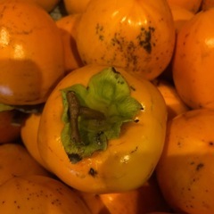 ＊渋柿干し柿用つる付きの画像