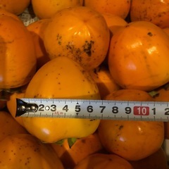 ＊渋柿干し柿用つる付きの画像