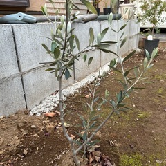 オリーブの木
の画像