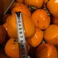 ＊＊渋柿つる付き干し柿用　の画像