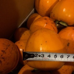 ＊＊渋柿つる付き干し柿用　の画像