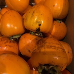 ＊＊渋柿つる付き干し柿用　の画像