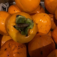 ＊＊渋柿つる付き干し柿用　の画像