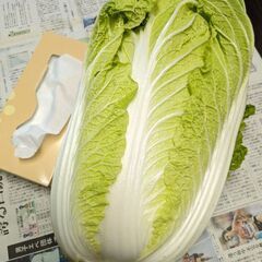 取引中.白菜大玉.11/15収穫の画像