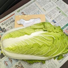 取引中.白菜大玉.11/15収穫の画像