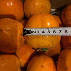 ☆渋柿　干し柿用　つる付きの画像