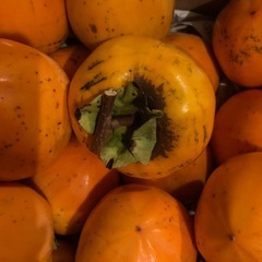 ☆渋柿　干し柿用　つる付きの画像