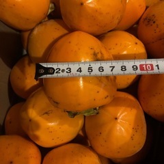 ☆☆4渋柿　干し柿用つる付き　の画像