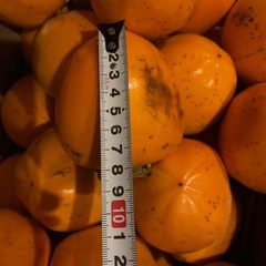 ☆☆4渋柿　干し柿用つる付き　の画像