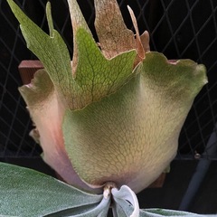 ビカクシダ  ドイトンの画像