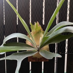 ビカクシダ  ドイトンの画像