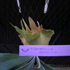 ビカクシダ  ドイトンの画像