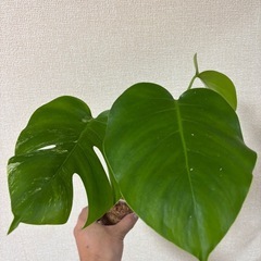 斑入りモンステラ　ミントセット　カット苗　観葉植物の画像
