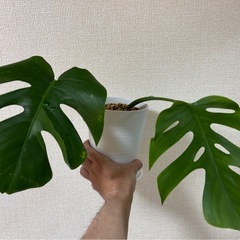 斑入りモンステラ　ミントセット　カット苗　観葉植物の画像