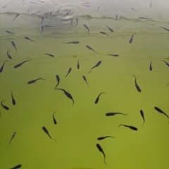 黄ビレオロチヒレ長の画像