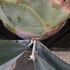 ビカクシダ  E-1白ビフの画像