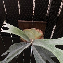 ビカクシダ  E-1白ビフの画像