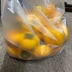 【渋抜きしてください】渋柿 1袋30個 約4kgの画像