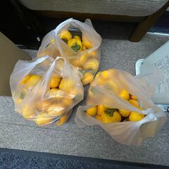 【渋抜きしてください】渋柿 1袋30個 約4kgの画像