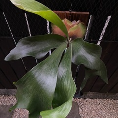 ビカクシダ  ヒリーパナマの画像