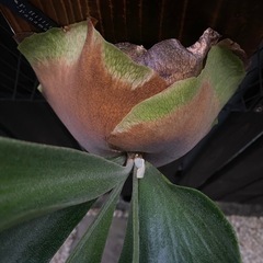 ビカクシダ  ヒリーパナマの画像